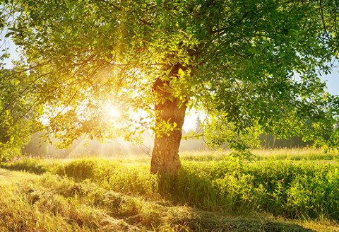 Tree and sundown